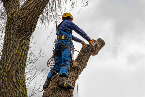 Professional Tree Service in Santa Clara, UT